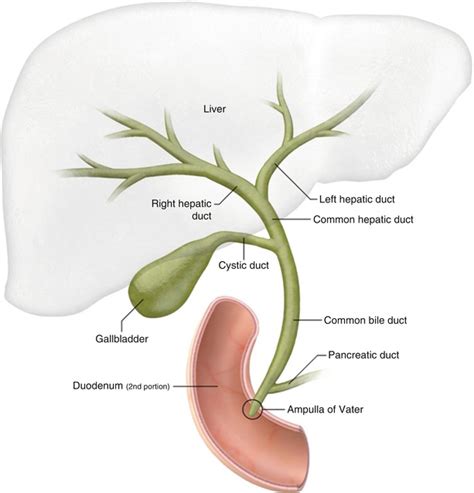 Draining blocked bile ducts